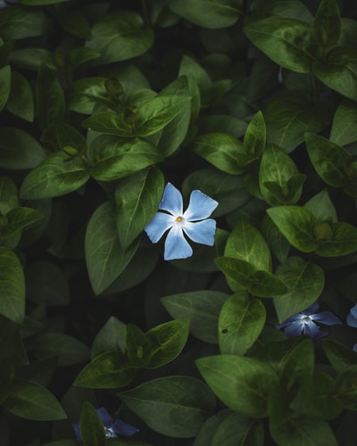 选择聚焦摄影蓝色的长春花rosea花
